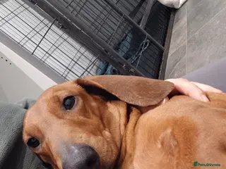 Dachshund dogs Kc Standard dachshund due 6th april 2026 - Advert 17