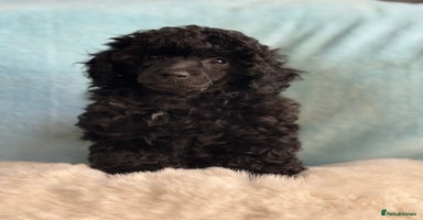 Toy Poodle dogs - Advert 10