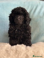 Toy Poodle dogs - Advert 7