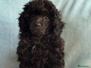 Toy Poodle dogs - Advert 11
