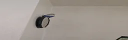 Lovebirds birds for sale: White faced blue lovebird  - Advert 1