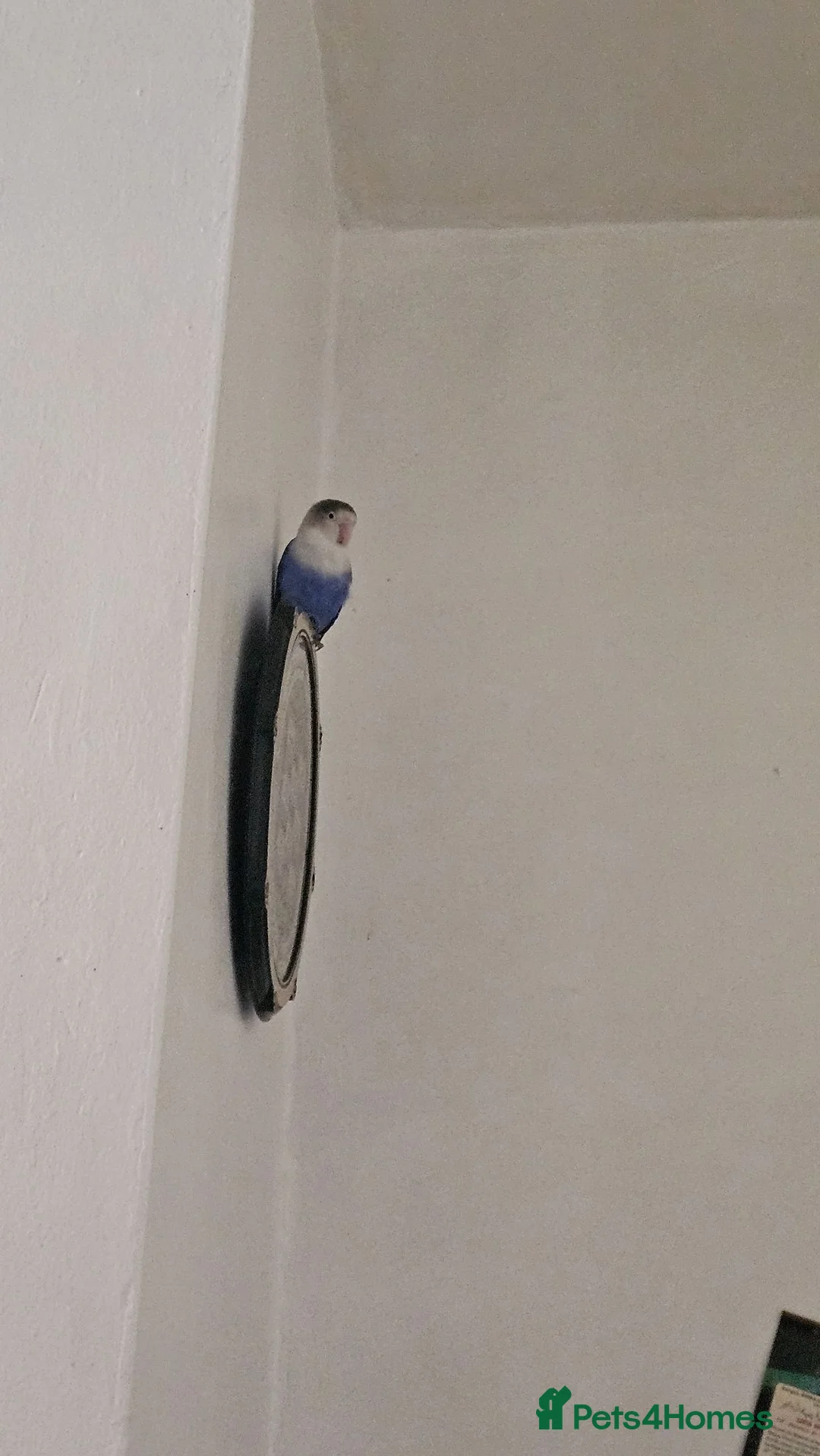 Lovebirds birds for sale: White faced blue lovebird  - Advert 1