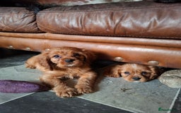 Cavalier King Charles Spaniel dogs for sale: Ruby Cavalier boy– Sweet, Healthy, Ready NOW - Image 3