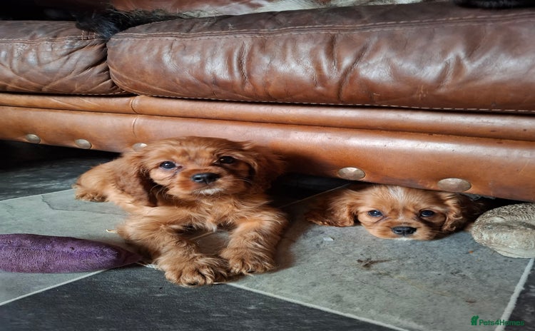 Cavalier King Charles Spaniel dogs - Advert 1