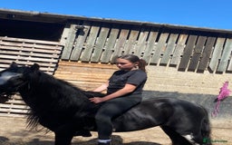 Irish Cob horses for sale: 12.2 riding driving cob gelding project pony  - Image 3