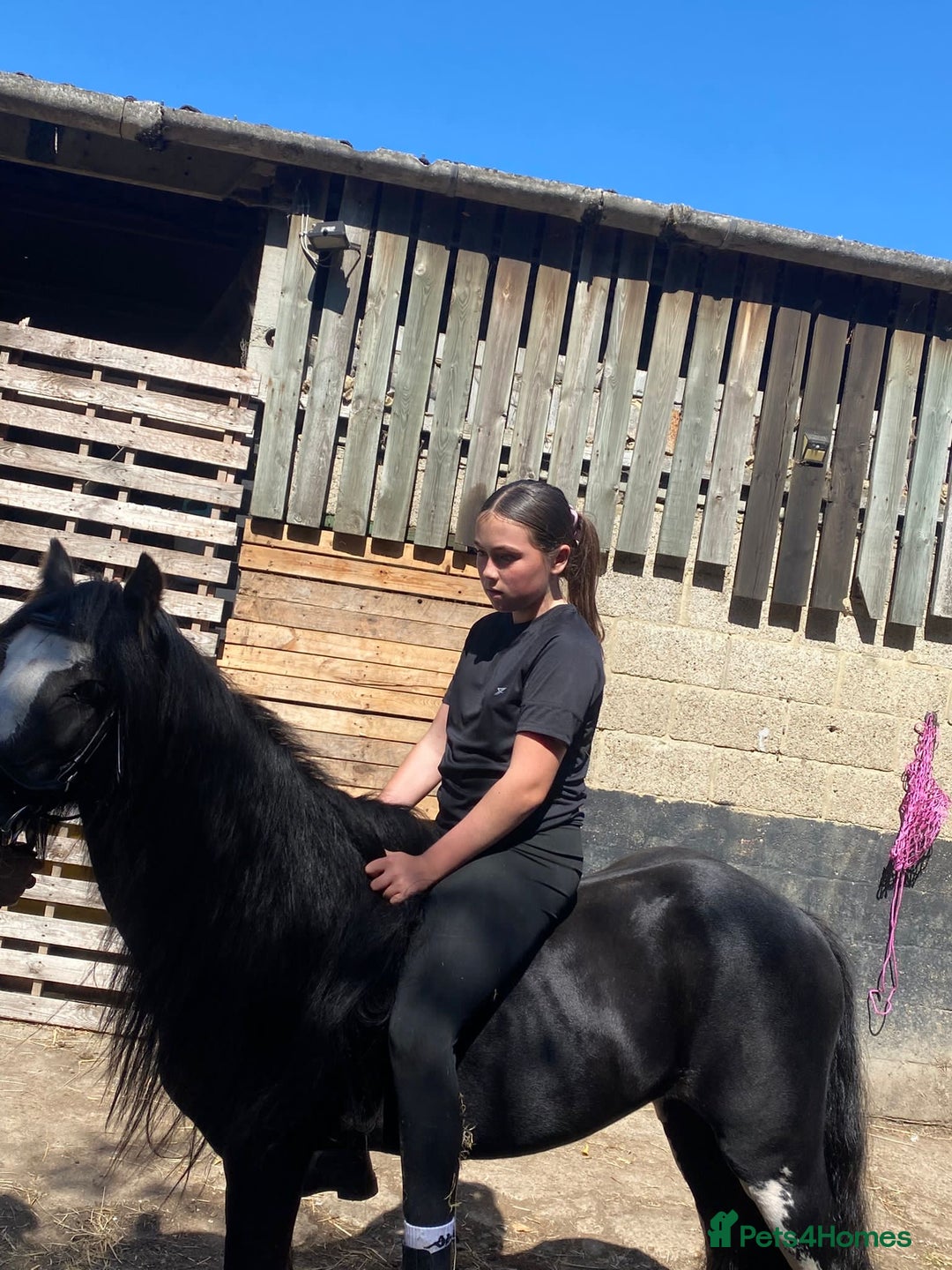 Irish Cob horses for sale: 12.2 riding driving cob gelding project pony  - Image 3