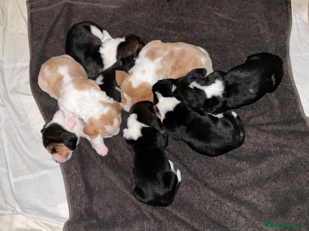 Basset Hound dogs for sale: Basset hound puppies for sale!! KC reg. - Image 9