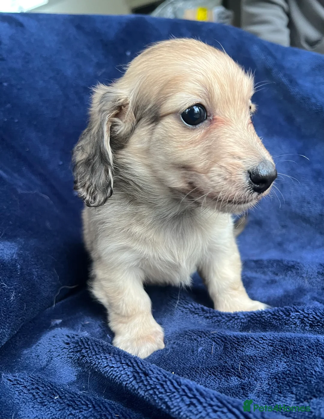 Miniature Dachshund dogs for sale: Shaded cream miniature dachshund girl - Advert 5