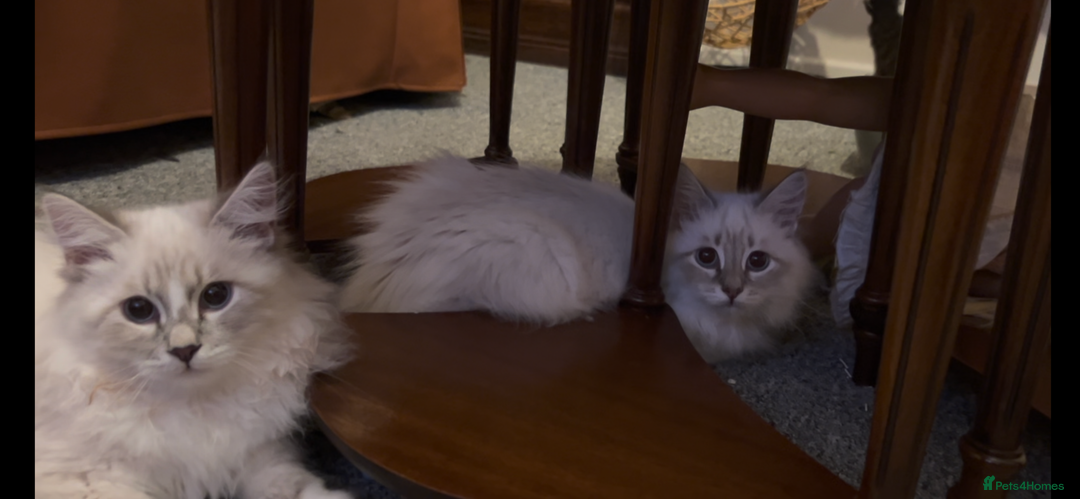 Siberian cats for sale: Sweet human friendly Siberians  - Advert 9