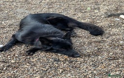German Shepherd dogs for sale: Regrettably rehoming our 3 year old bby girl  - Image 3