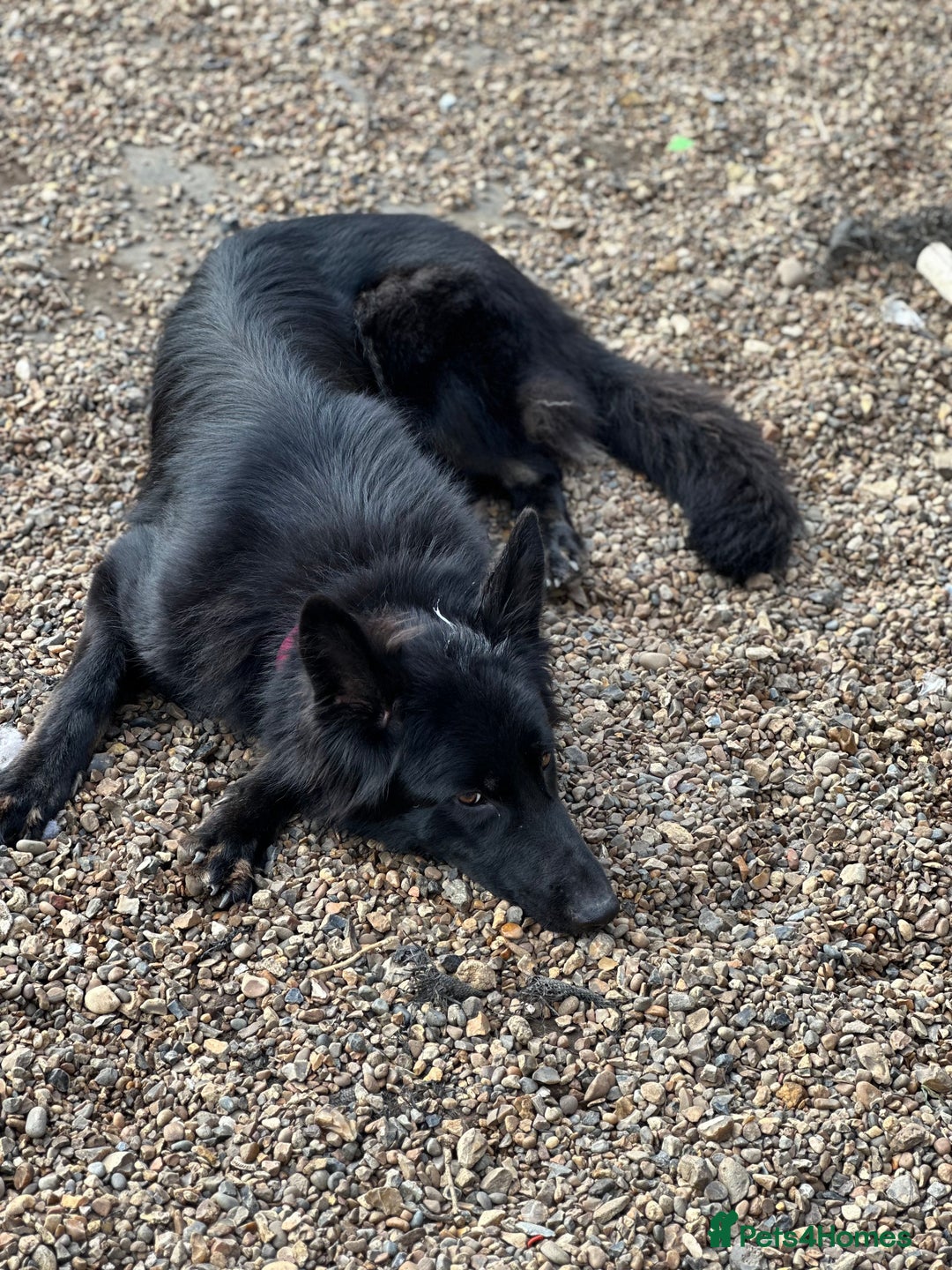 German Shepherd dogs for sale: Regrettably rehoming our 3 year old bby girl  - Image 3