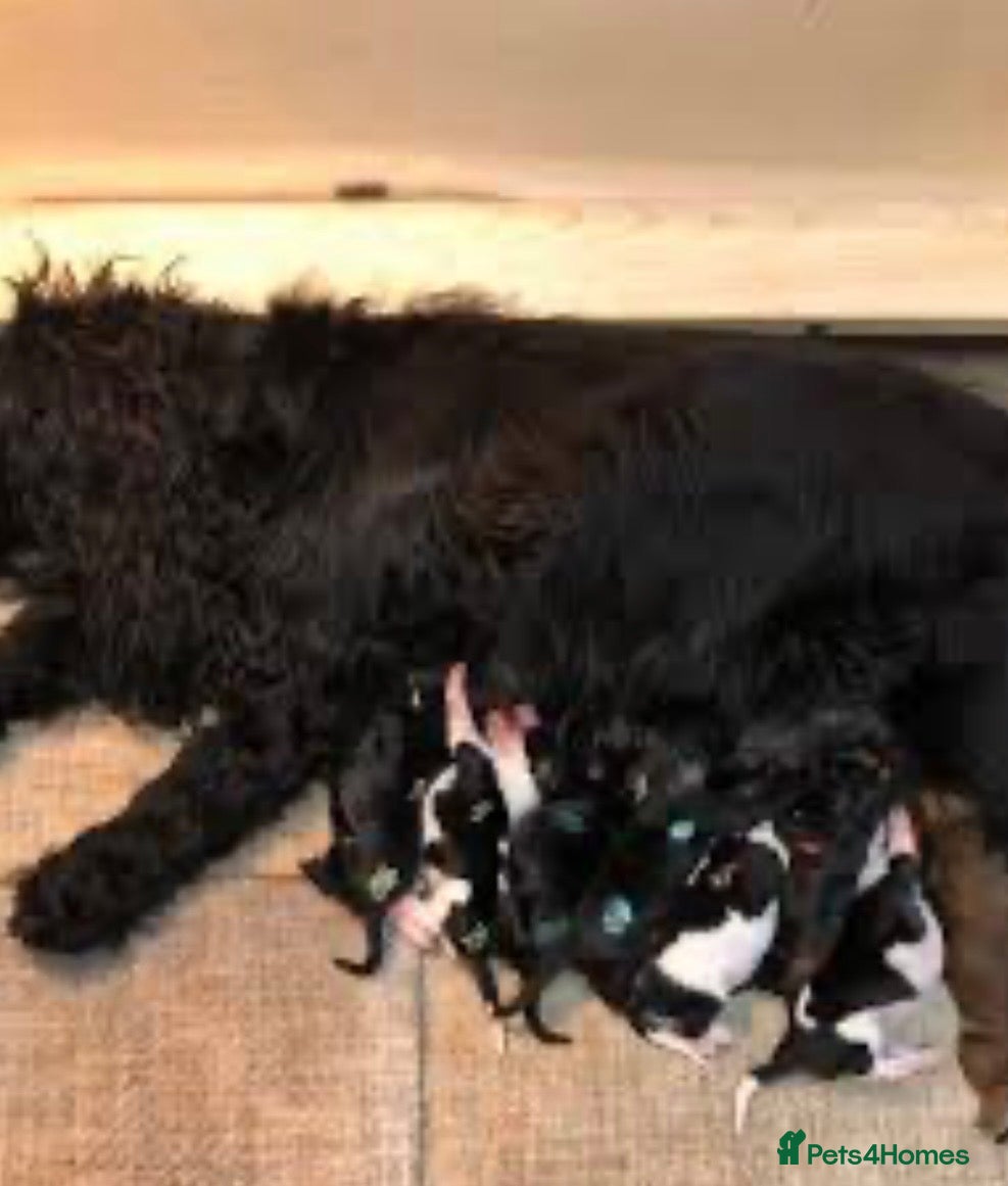 Cockalier dogs Beautiful Cockalier girl - Advert 7