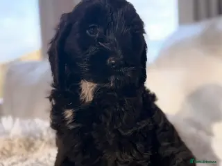 Cockapoo dogs F1 Cockapoo puppies - Advert 3