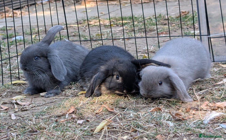 Mini Lop rabbits - Advert 1
