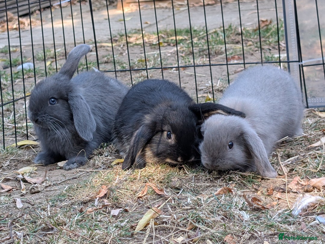 Mini Lop rabbits for sale: 3 stunning mini lops  - Image 1