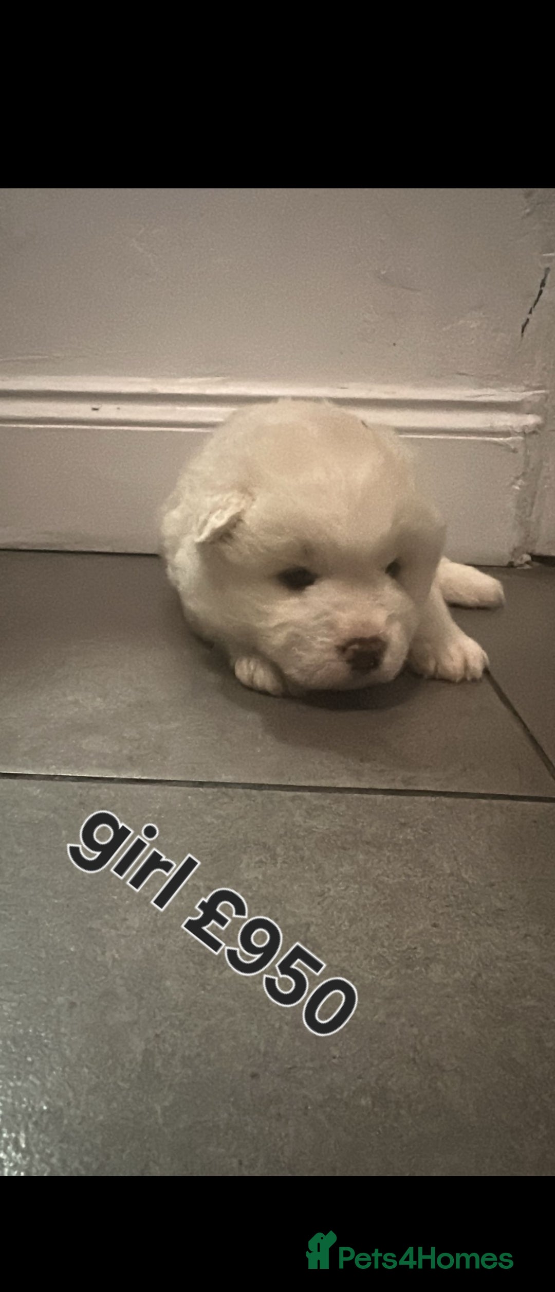 Akita dogs for sale: American akita puppies - Advert 5