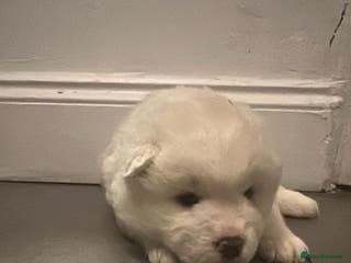 Akita dogs American akita puppies - Advert 16