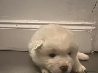 Akita dogs American akita puppies - Advert 2