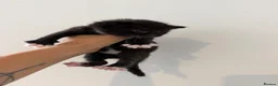 Mixed Breed cats for sale: Gorgeous Black & White Kittens – Boys & Girls - Advert 23