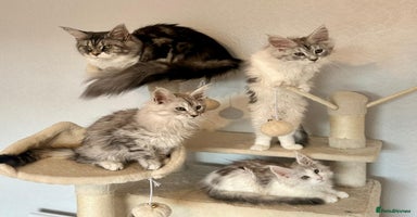 Maine Coon cats - Advert 2