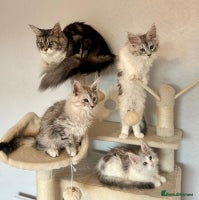 Maine Coon cats - Advert 2