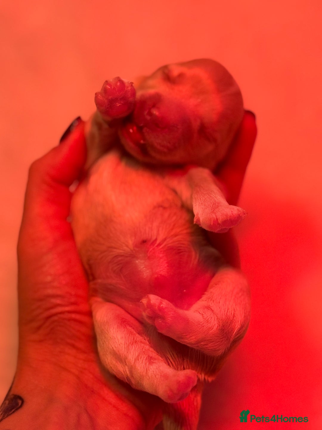 Maltipoo dogs for sale: Tiny Fluffy Bundles of Joy – Ready Mid-January! - Advert 8