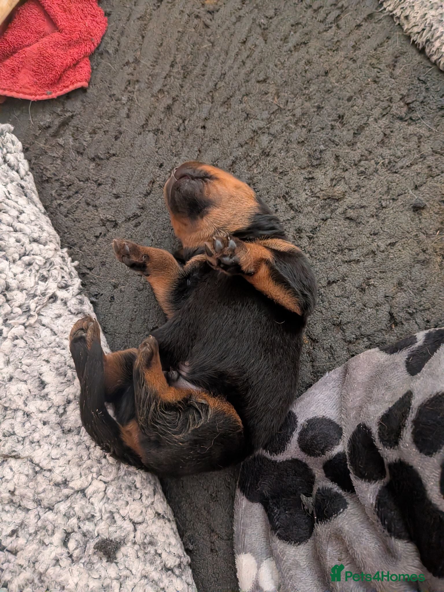 Rottweiler dogs KC Registered Rottweiler Puppies - Advert 1