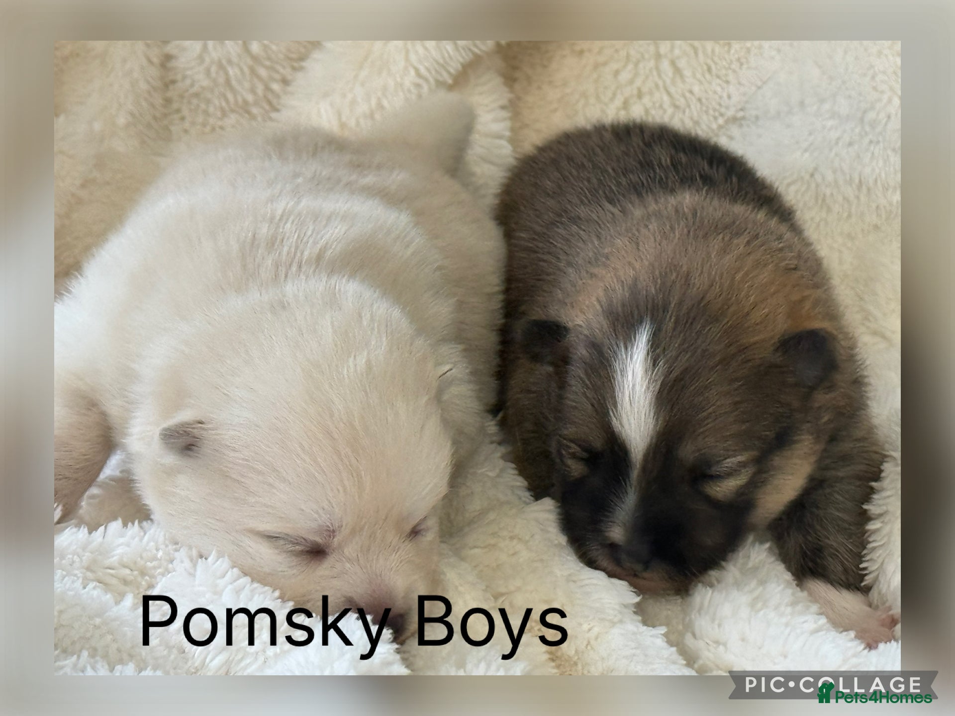 Pomsky dogs Stunning F1B Pomsky’s - Advert 2