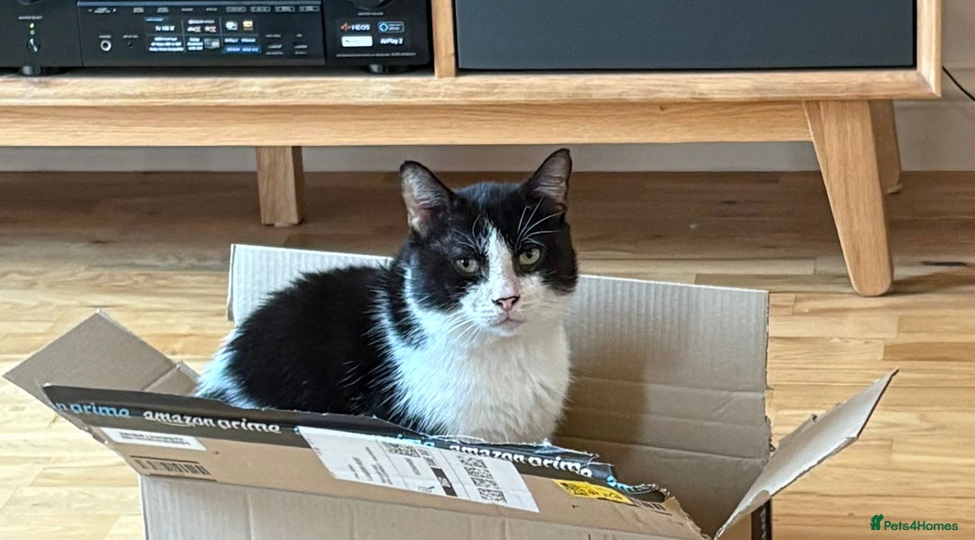 Mixed Breed cats for adoption: Pete needs a forever home!  - Image 1