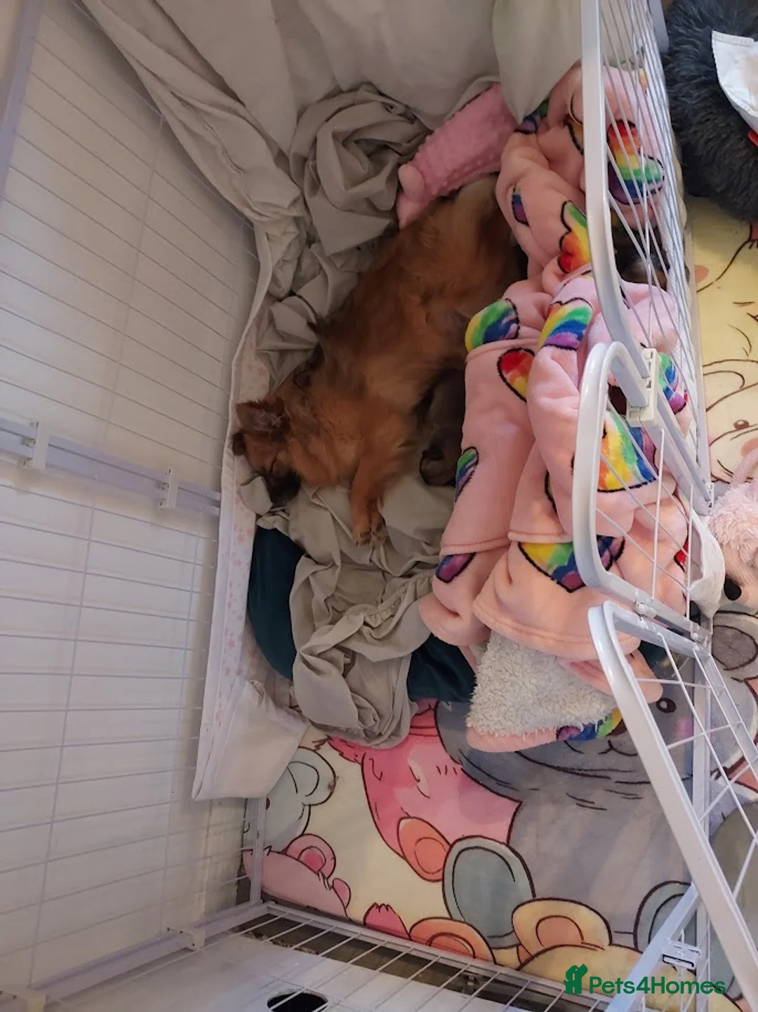 Pomchi dogs for sale: Three Beautiful Pomchi Puppies in Aylesbury - Advert 4