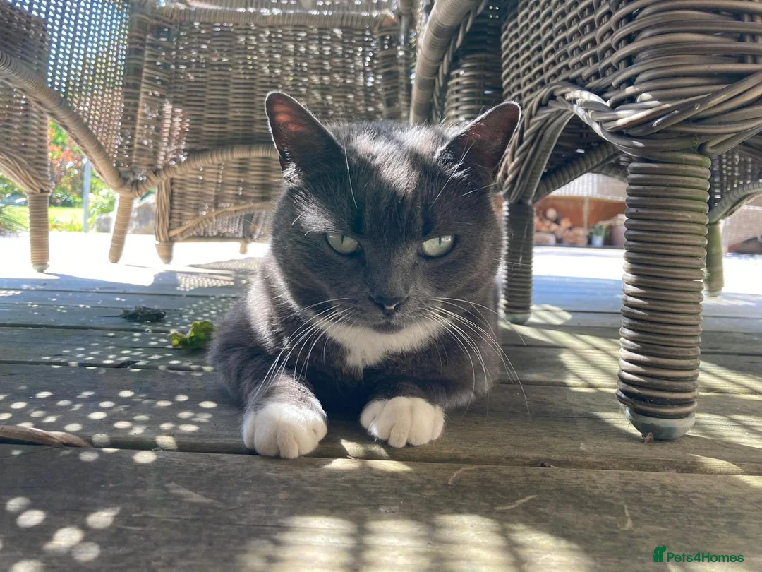 Mixed Breed cats for sale: Retirement home for beautiful grey girl  - Advert 6