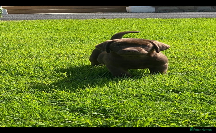 Labrador Retriever dogs - Advert 5