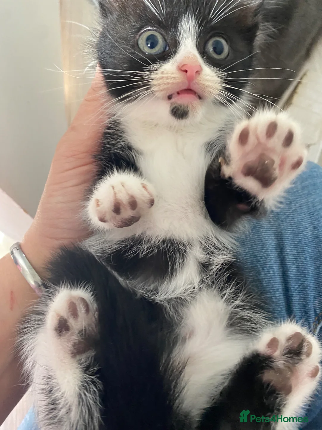 Mixed Breed cats for sale: Last kitten remaining from litter of 4 in Gloucester - Advert 6