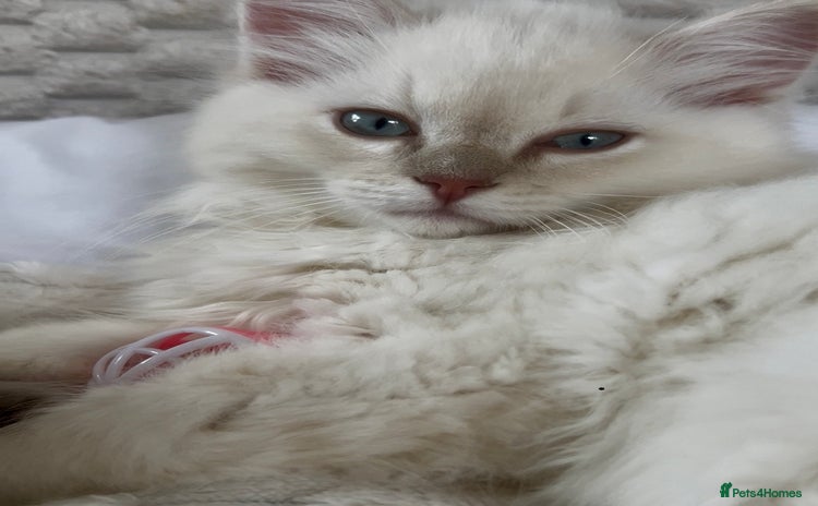 Ragdoll cats - Advert 10