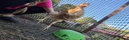 Chickens poultry for sale: Cockerel  in Dewsbury - Advert 9