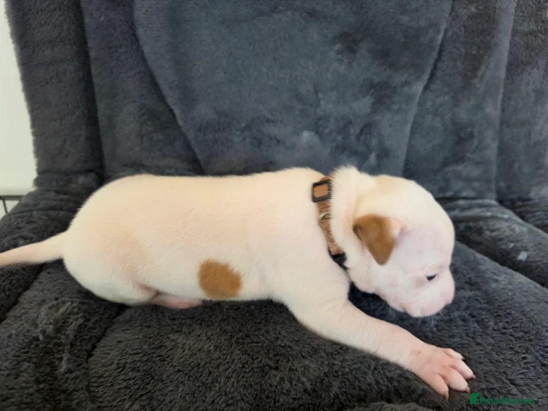 American Bulldog dogs for sale: ❤️  Ready in 2 weeks , last 3 available❤️  - Advert 2