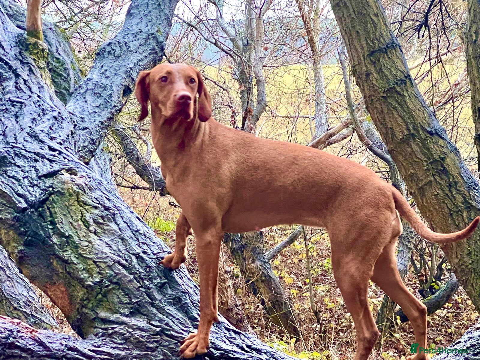 Hungarian Vizsla dogs Hungarian Vizsla Puppies - Advert 1
