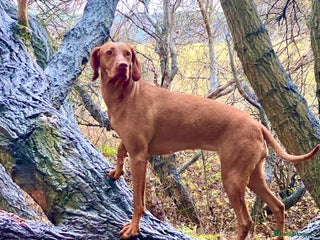Hungarian Vizsla dogs Hungarian Vizsla Puppies - Advert 1