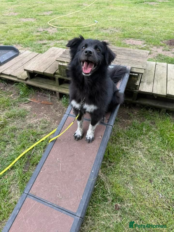 Mixed Breed dogs Raven - Advert 23