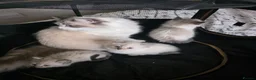 Ragdoll cats for sale: Ragdoll Lynx Point Kittens - Advert 4