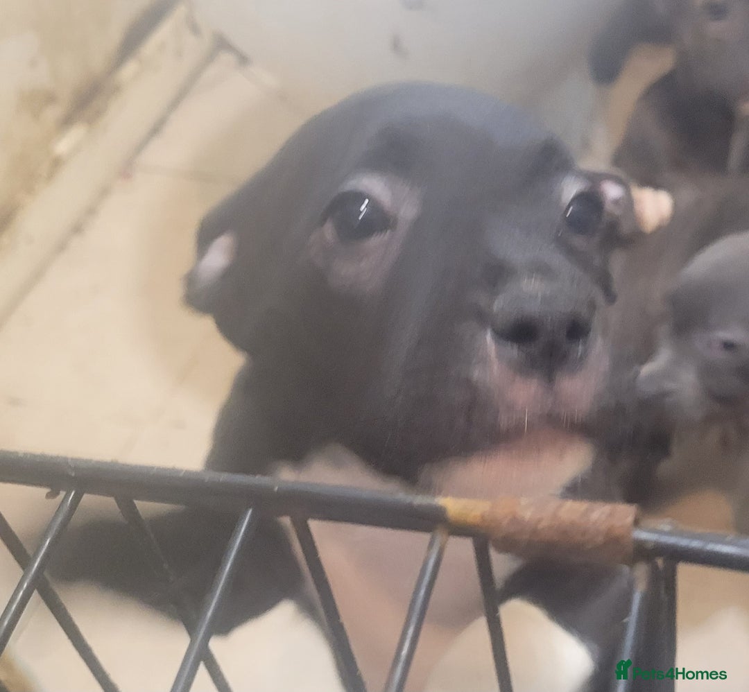 Staffordshire Bull Terrier dogs for sale: Staffy Babies Ready to leave - Image 4