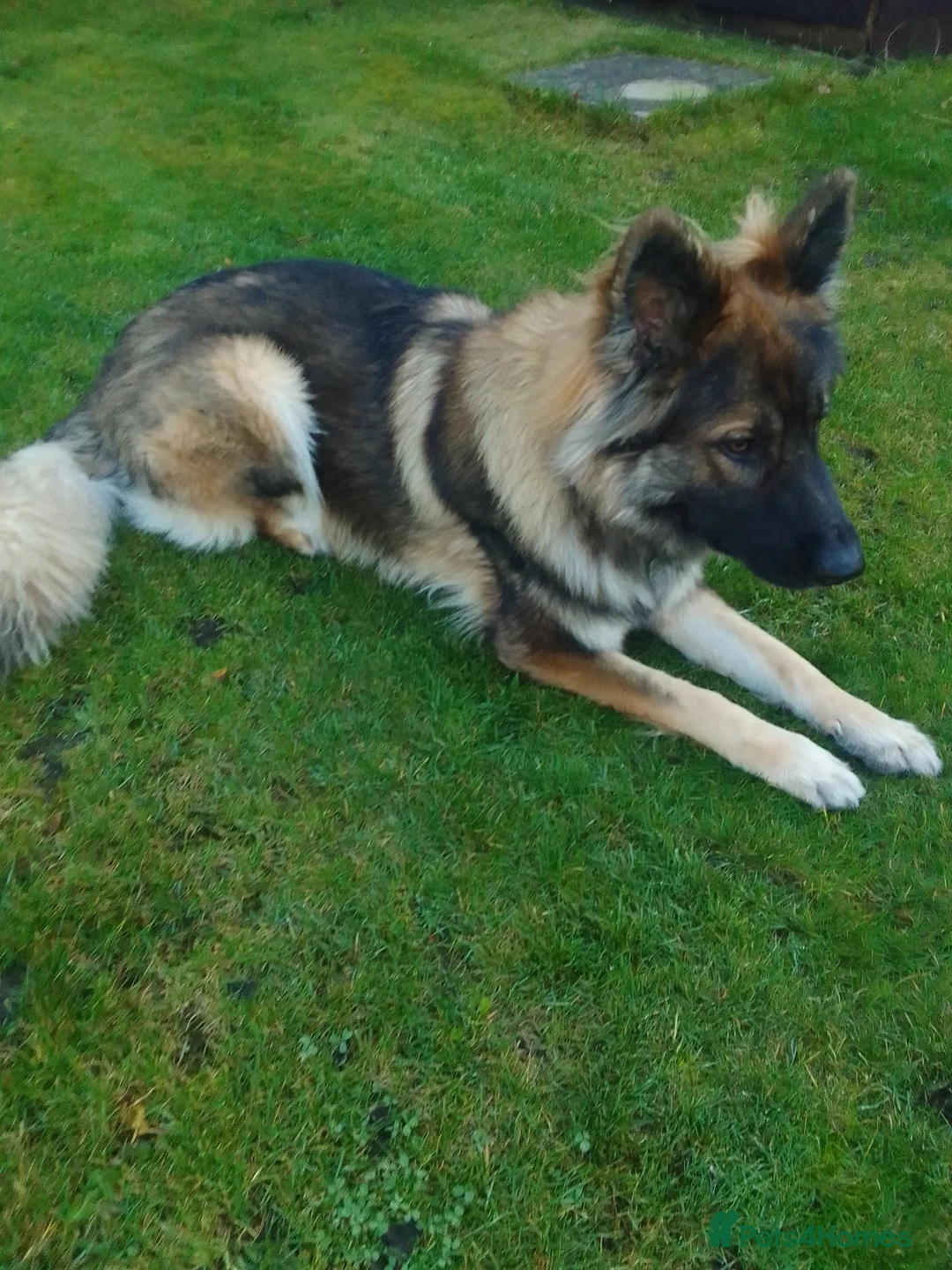 German Shepherd dogs for stud: For Stud only  - Advert 6