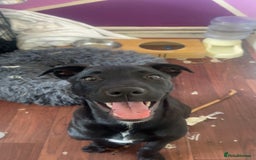 Mixed Breed dogs for sale: Delilah  - Image 1