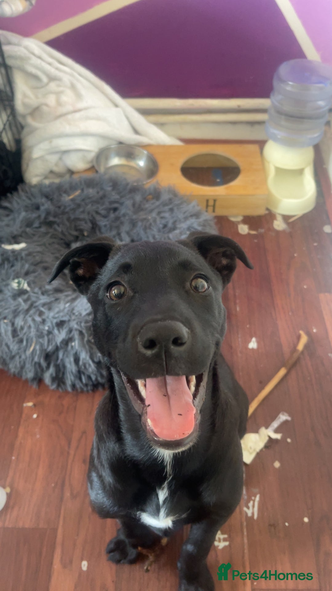 Mixed Breed dogs for sale: Delilah  - Image 1