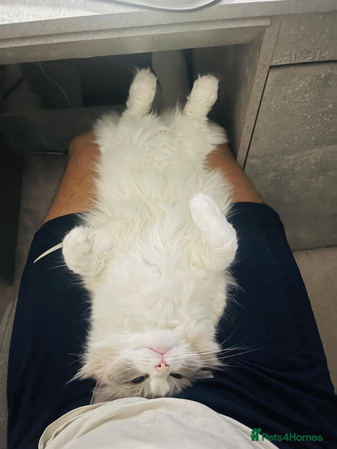 Ragdoll cats for sale: Female kitten become available! Pure Ragdoll in Derby - Image 18