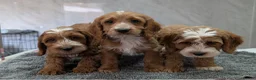 Cockapoo dogs for sale: Beautiful red pups from health tested parents - Advert 7