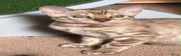 Bengal cats for sale: Seal Mink Male Bengal kittens in Grantham - Advert 10