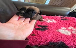 Boxer dogs for sale: Boxer puppies from Health Tested Parents  - Image 14