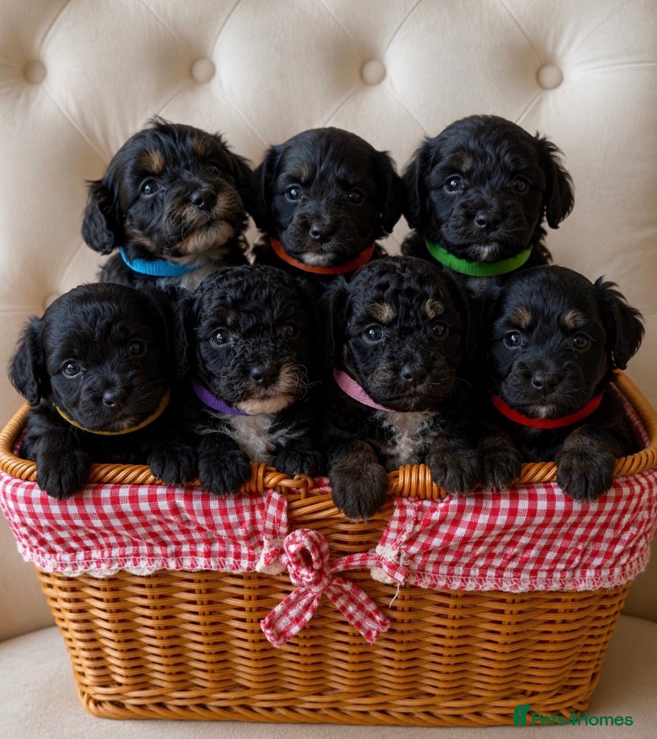 Cockapoo dogs Stunning family reared cockapoo puppies - Advert 1