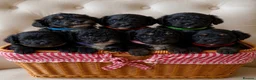 Cockapoo dogs for sale: Stunning family reared cockapoo puppies in Slough - Advert 1